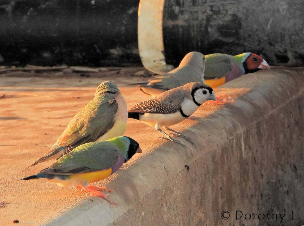 Gouldian Finches (Chloebia gouldiae) with Double-barred Finch (Stizoptera bichenovii)