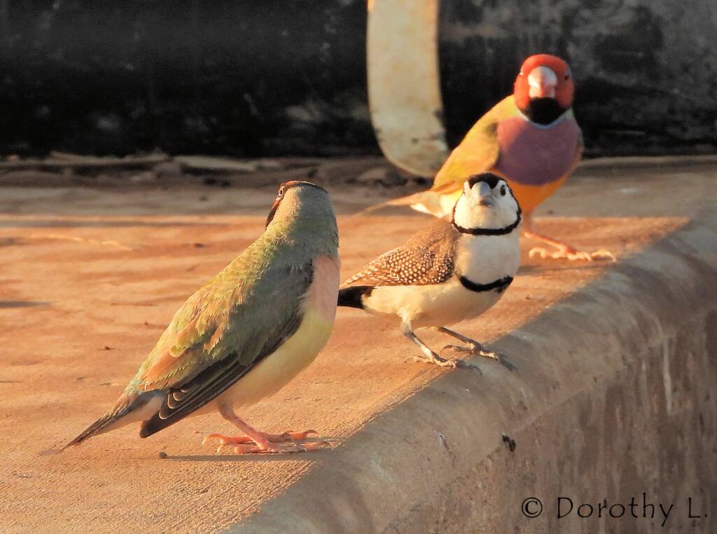 Gouldian Finches (Chloebia gouldiae) with Double-barred Finch (Stizoptera bichenovii)