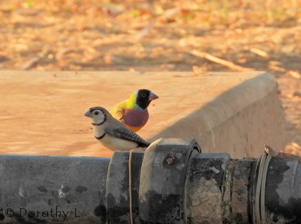 Gouldian Finch (Chloebia gouldiae) with Double-barred Finch (Stizoptera bichenovii)