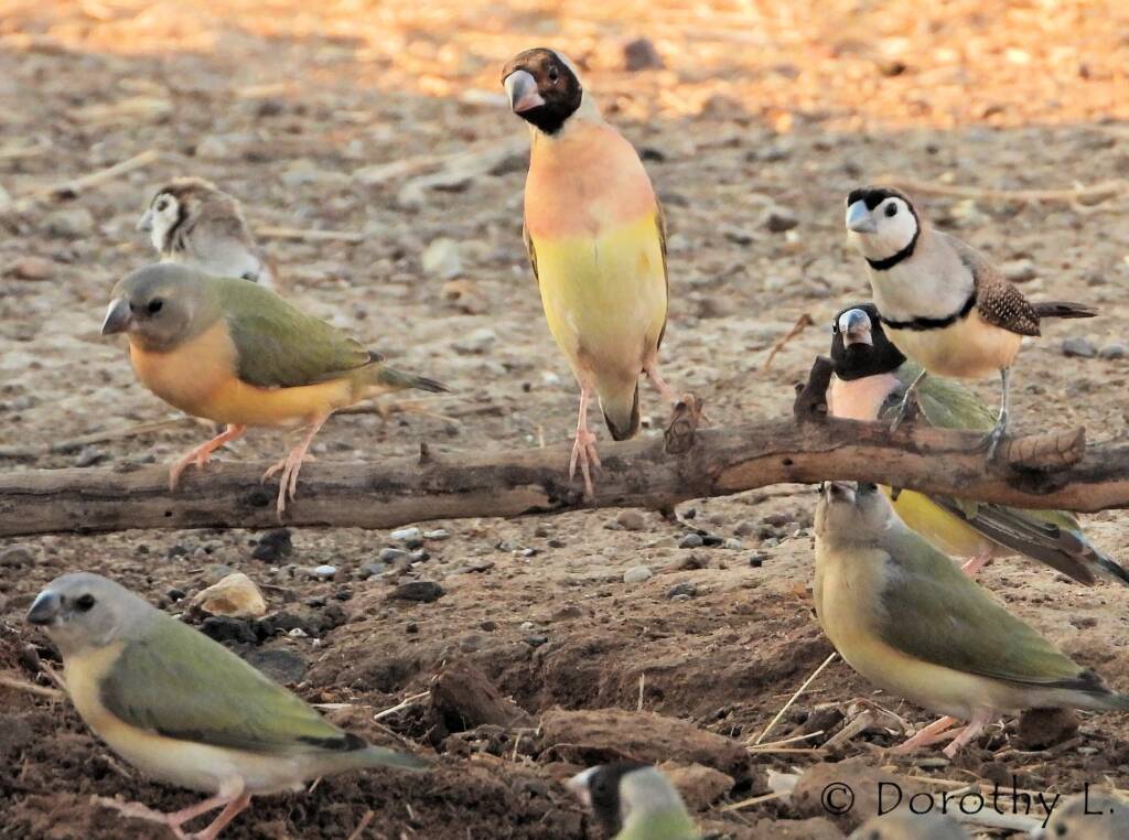 Gouldian Finches (Chloebia gouldiae) with Double-barred Finch (Stizoptera bichenovii)