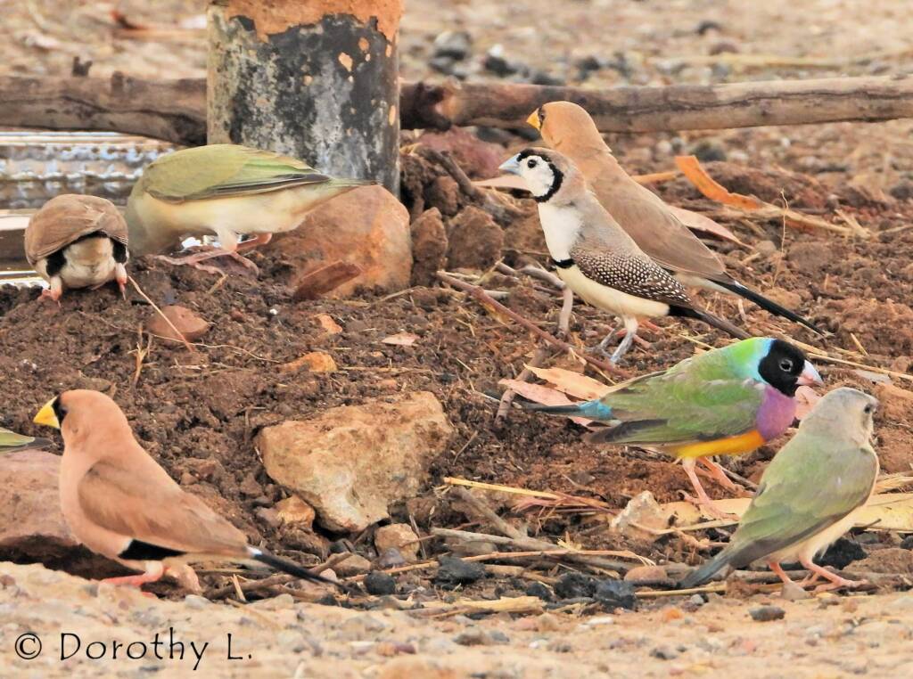 Gouldian Finches (Chloebia gouldiae) with Double-barred Finch (Stizoptera bichenovii)