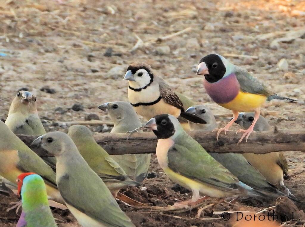 Gouldian Finches (Chloebia gouldiae) with Double-barred Finch (Stizoptera bichenovii)