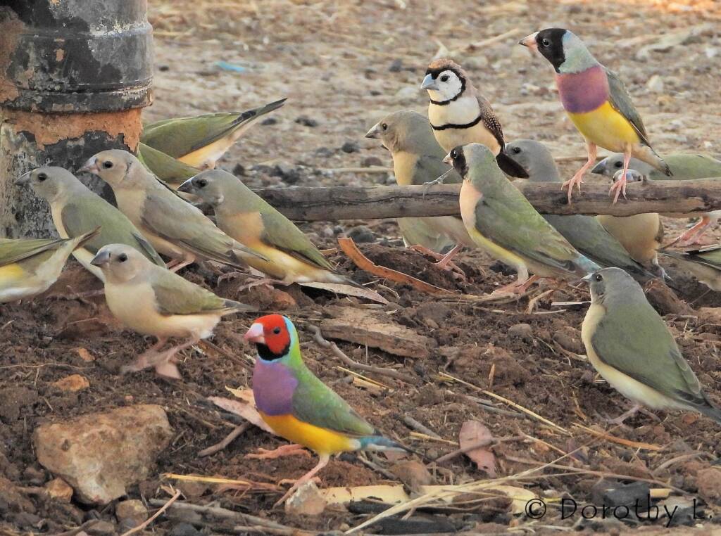 Gouldian Finches (Chloebia gouldiae) with Double-barred Finch (Stizoptera bichenovii)