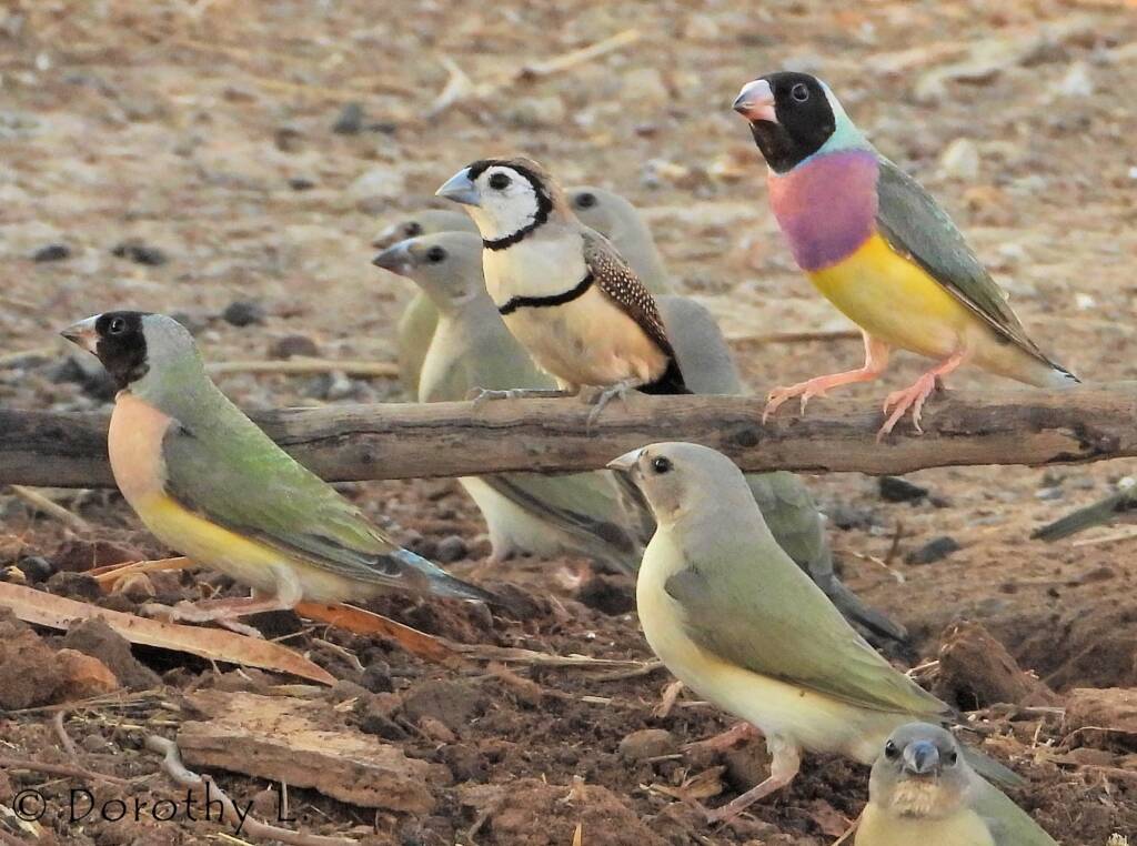 Gouldian Finches (Chloebia gouldiae) with Double-barred Finch (Stizoptera bichenovii)