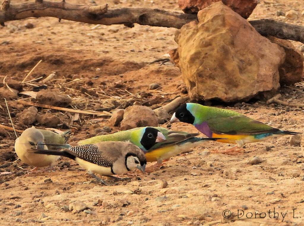 Gouldian Finches (Chloebia gouldiae) with Double-barred Finch (Stizoptera bichenovii)