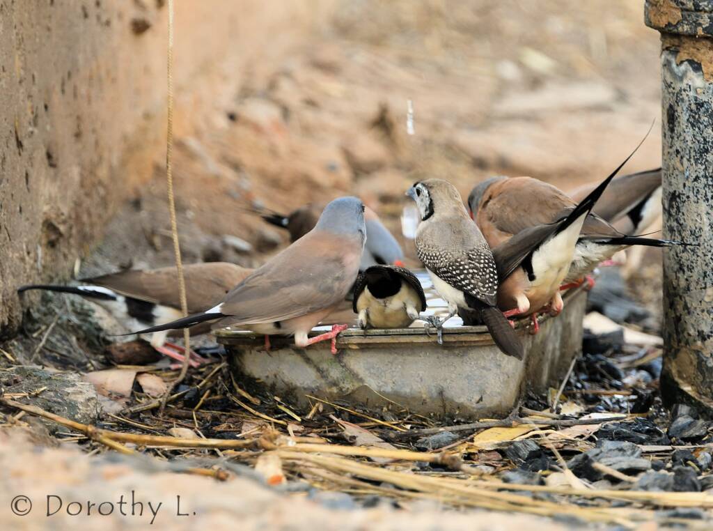 Double-barred Finch and Longtail Finches