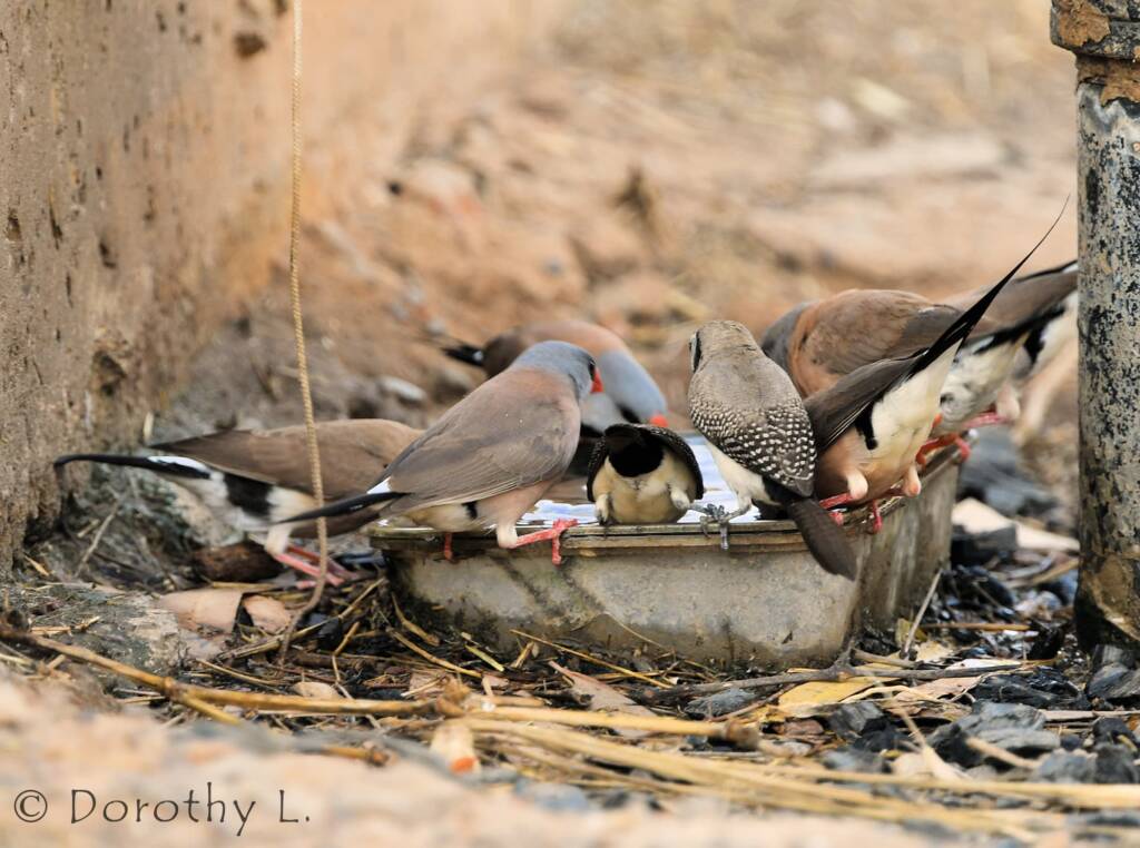 Double-barred Finch and Longtail Finches