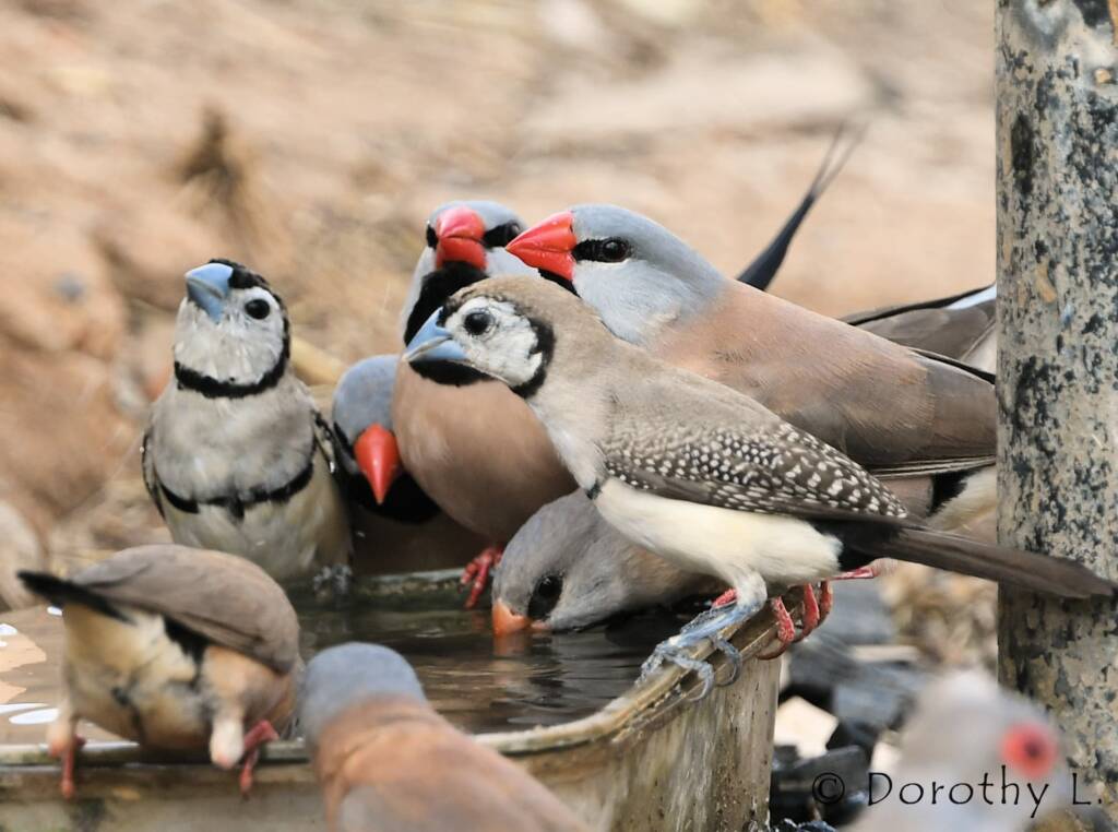 Double-barred Finches and Longtail Finches