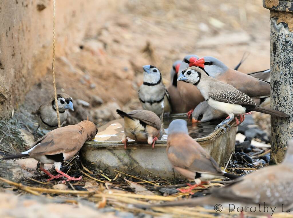 Double-barred Finches and Longtail Finches