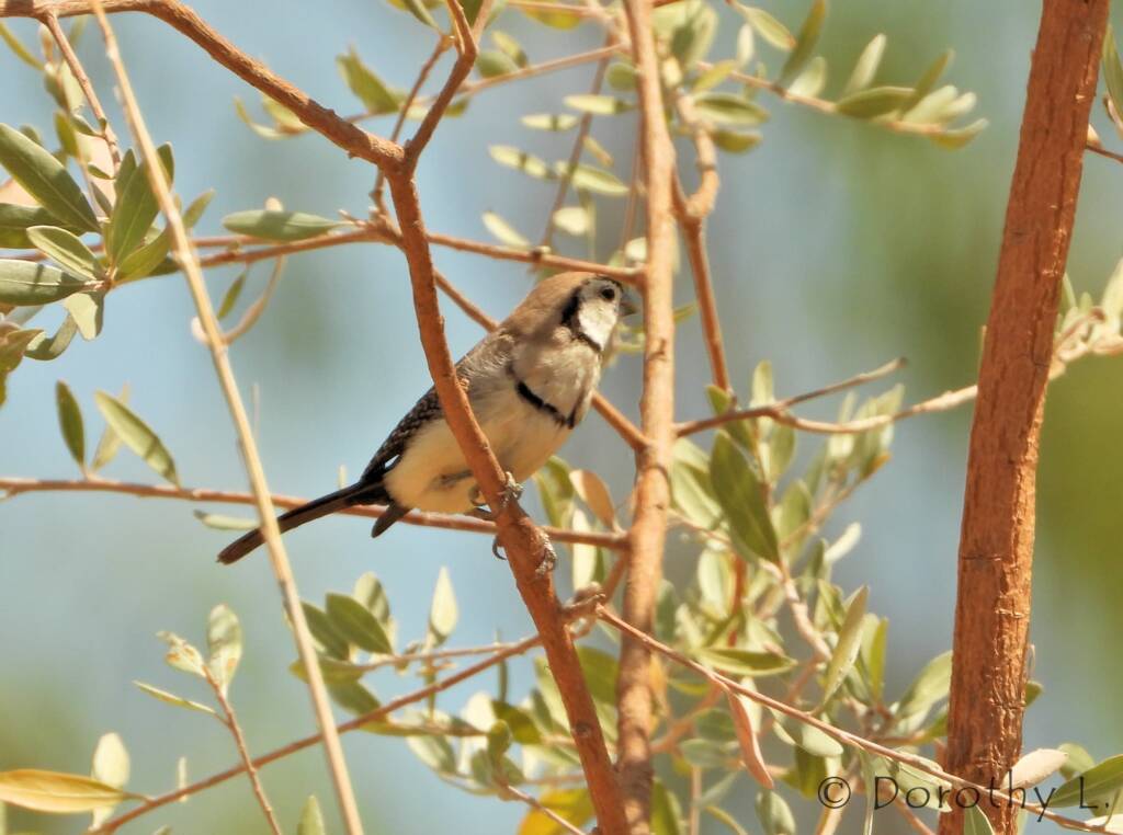 Double-barred Finch (Stizoptera bichenovii)