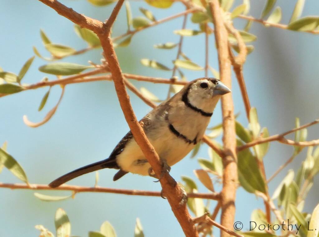 Double-barred Finch (Stizoptera bichenovii)