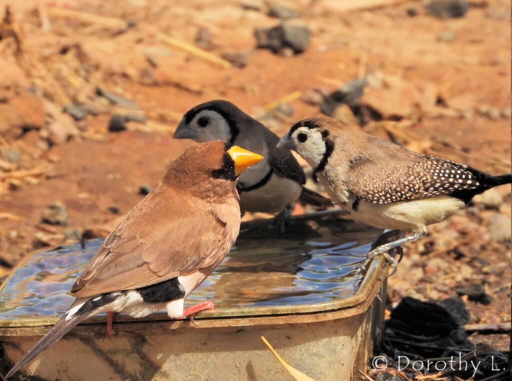 Double-barred Finch and Masked Finch