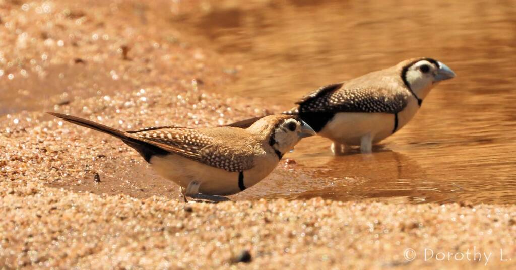 Double-barred Finches, Maud Creek, NT