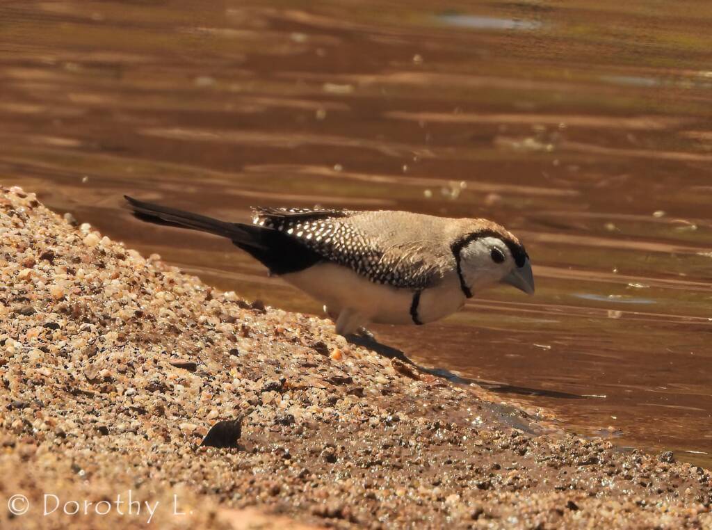 Double-barred Finch, Maud Creek, NT