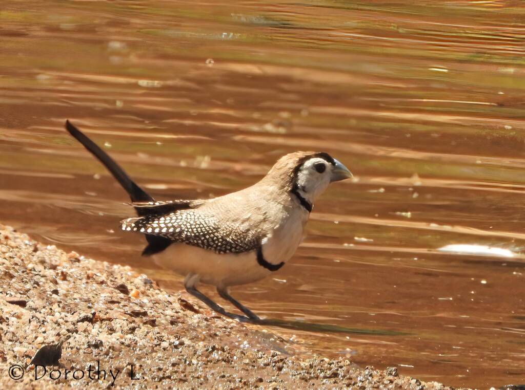 Double-barred Finch, Maud Creek, NT