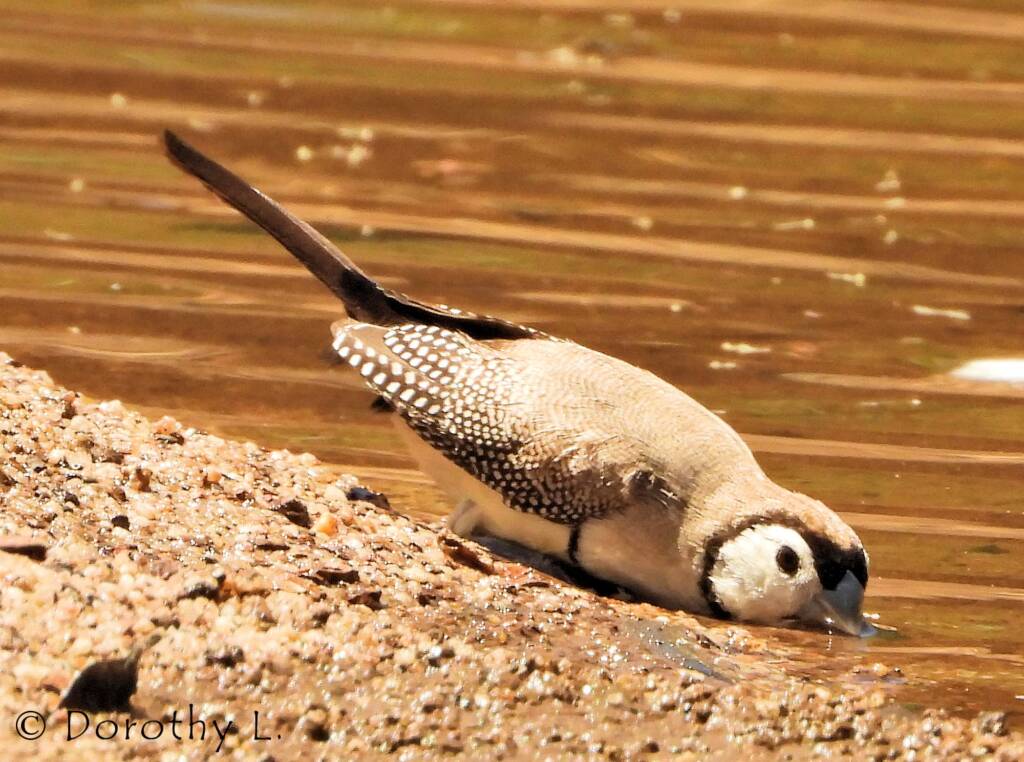 Double-barred Finch, Maud Creek, NT