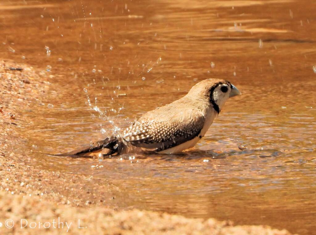 Double-barred Finch, Maud Creek, NT