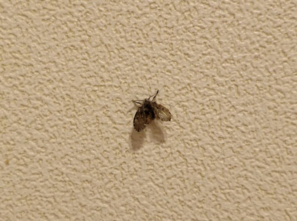 Drain Fly (Clogmia albipunctata)