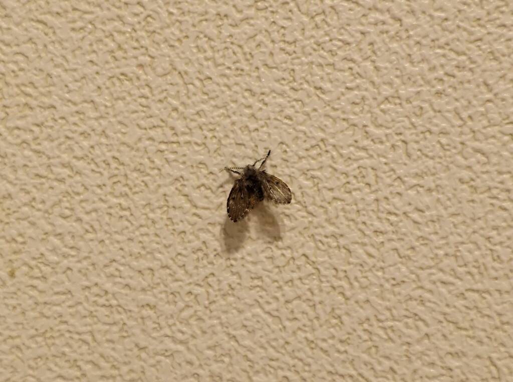 Drain Fly (Clogmia albipunctata)