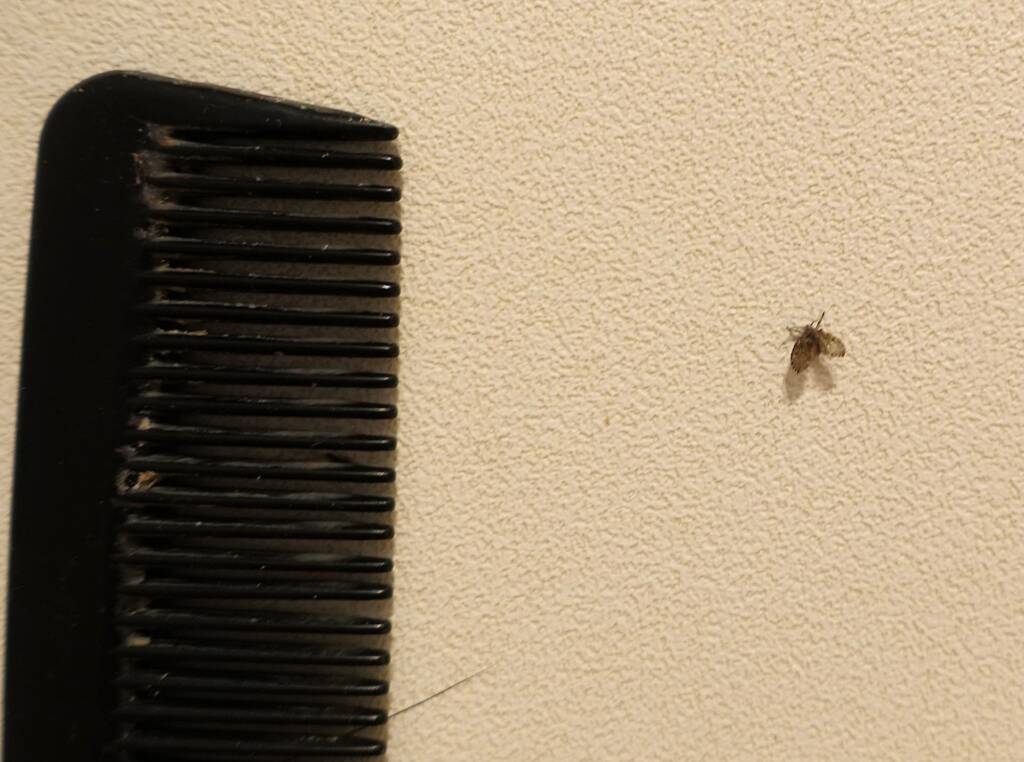 Drain Fly (Clogmia albipunctata)