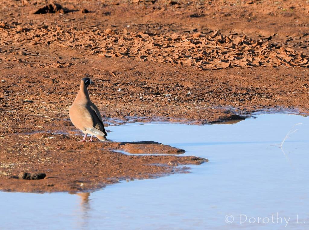 Flock Bronzewing (Phaps histrionica)