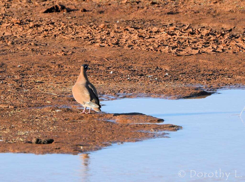 Flock Bronzewing (Phaps histrionica)