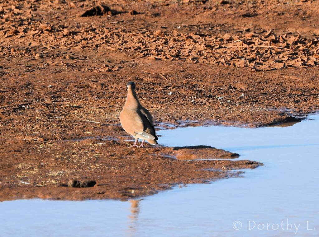 Flock Bronzewing (Phaps histrionica)