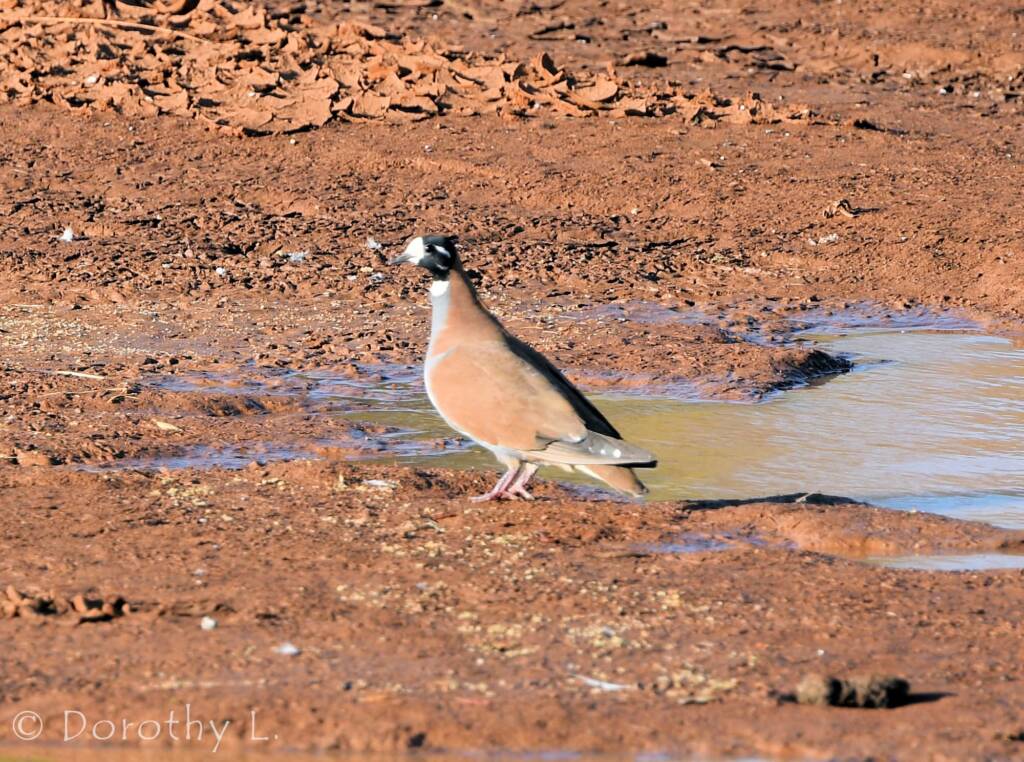 Flock Bronzewing (Phaps histrionica)