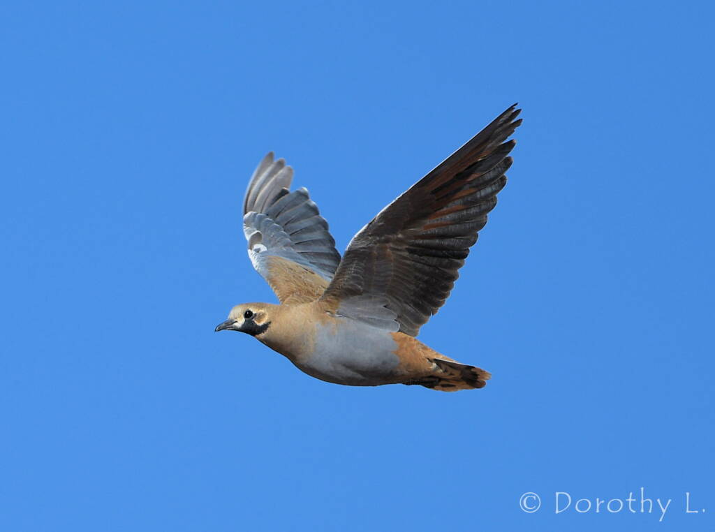 Flock Bronzewing (Phaps histrionica)