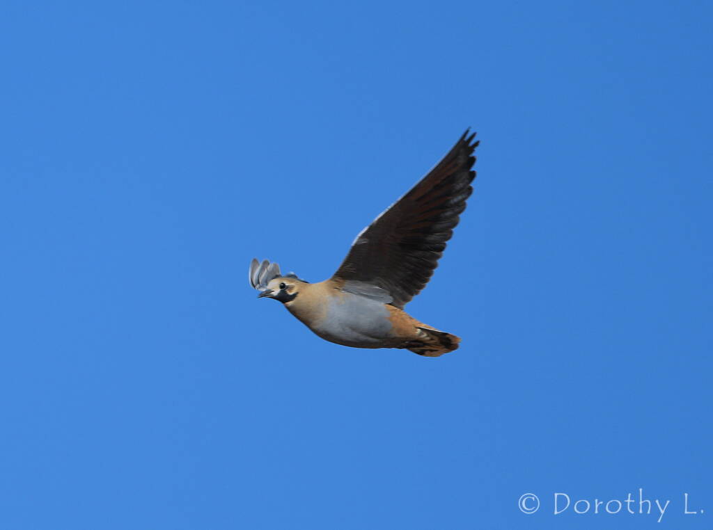 Flock Bronzewing (Phaps histrionica)