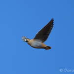 Flock Bronzewing (Phaps histrionica)