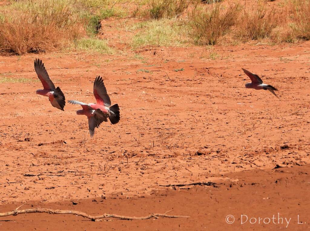 Galahs (Eolophus roseicapilla), Santa Teresa, NT