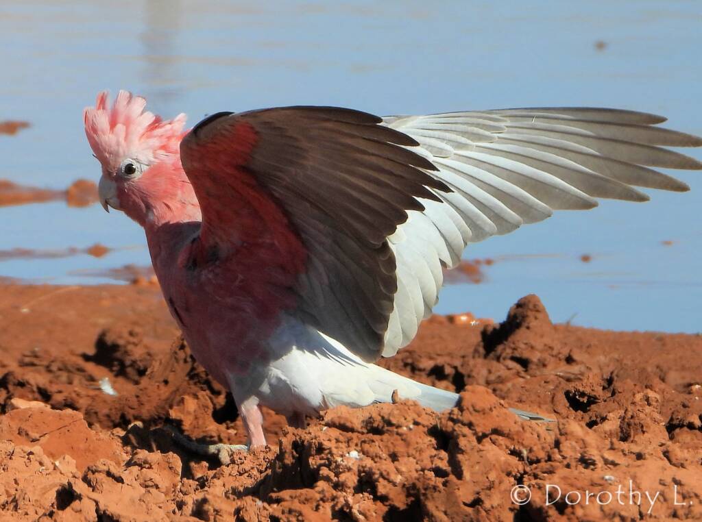 Galah (Eolophus roseicapilla), Santa Teresa, NT