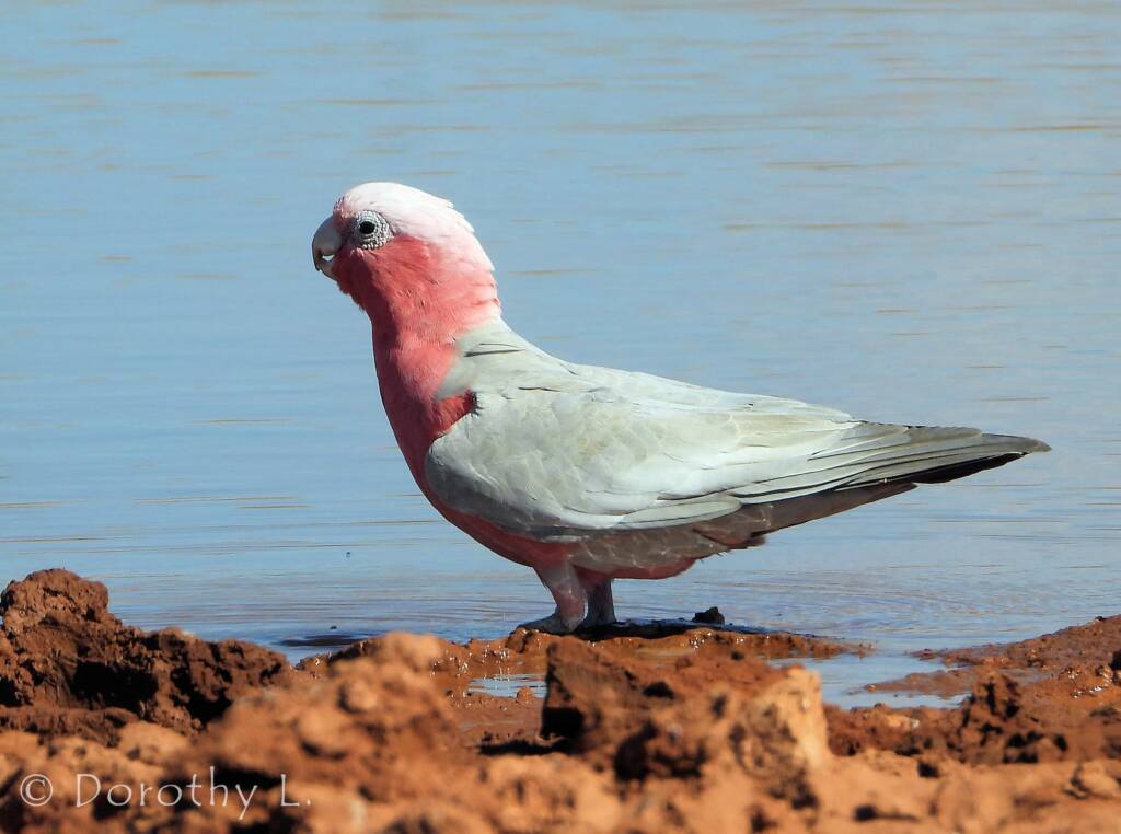 Galah (Eolophus roseicapilla), Santa Teresa, NT