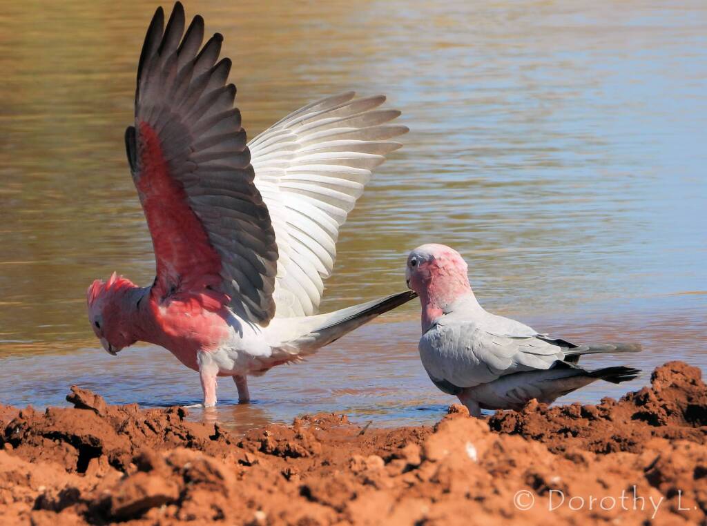 Galahs (Eolophus roseicapilla), Santa Teresa, NT
