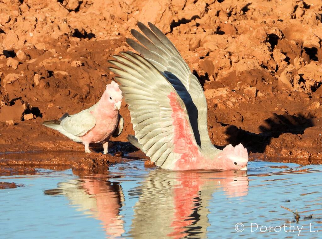 Galah (Eolophus roseicapilla)