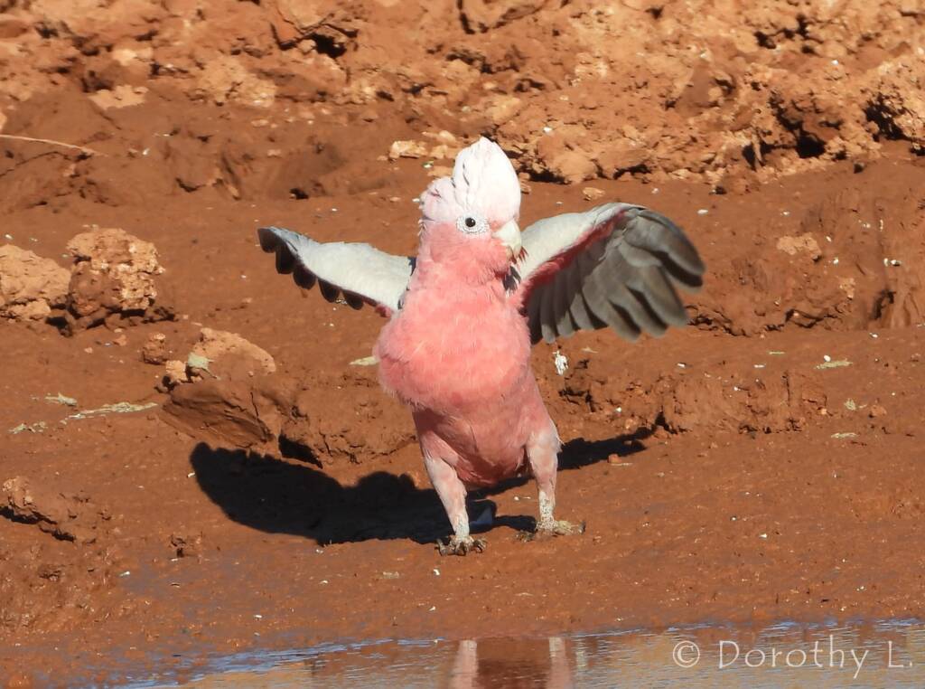 Galah (Eolophus roseicapilla), Santa Teresa, NT