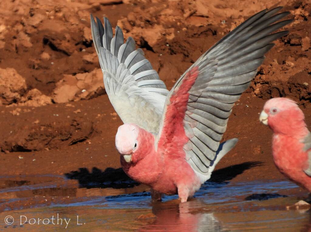 Galah (Eolophus roseicapilla), Santa Teresa, NT