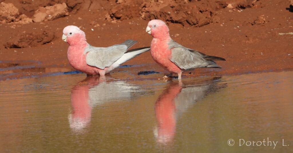 Galahs (Eolophus roseicapilla), Santa Teresa, NT