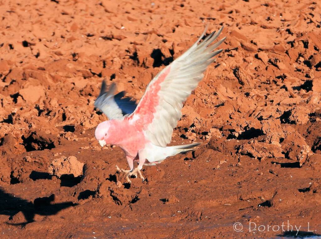 Galah (Eolophus roseicapilla), Santa Teresa, NT