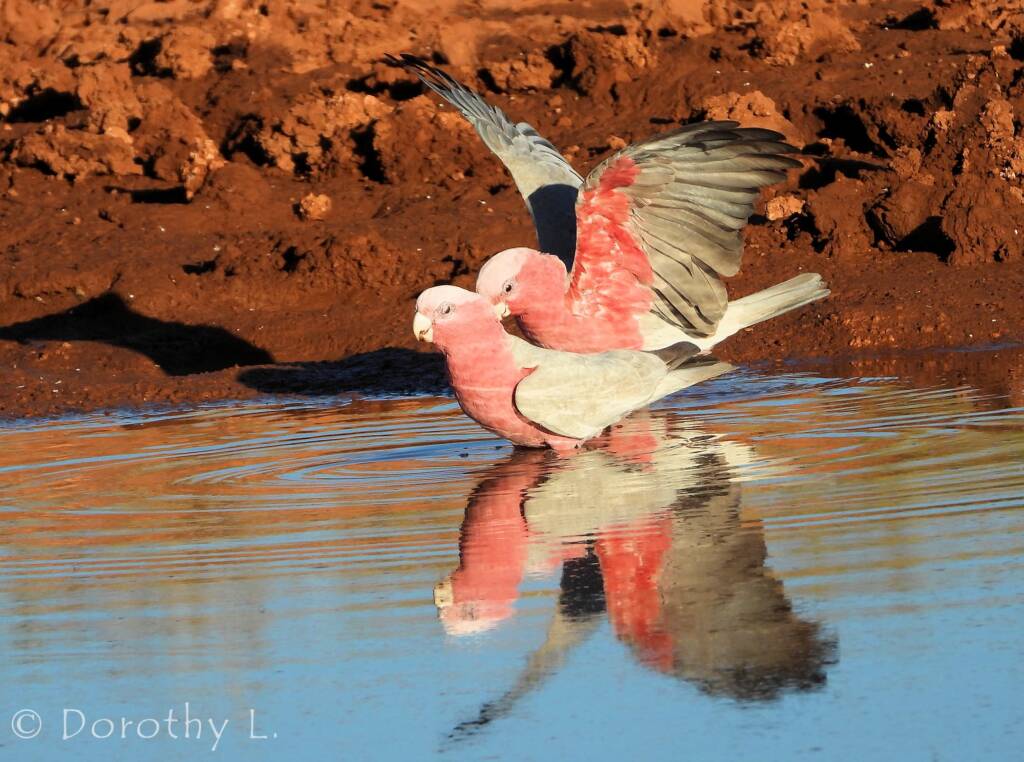 Galahs (Eolophus roseicapilla), Santa Teresa, NT