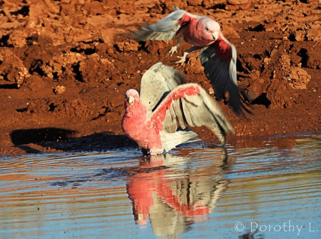 Galahs (Eolophus roseicapilla), Santa Teresa, NT