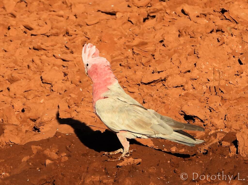 Galah (Eolophus roseicapilla), Santa Teresa, NT