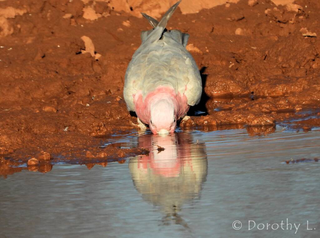 Galah (Eolophus roseicapilla), Santa Teresa, NT