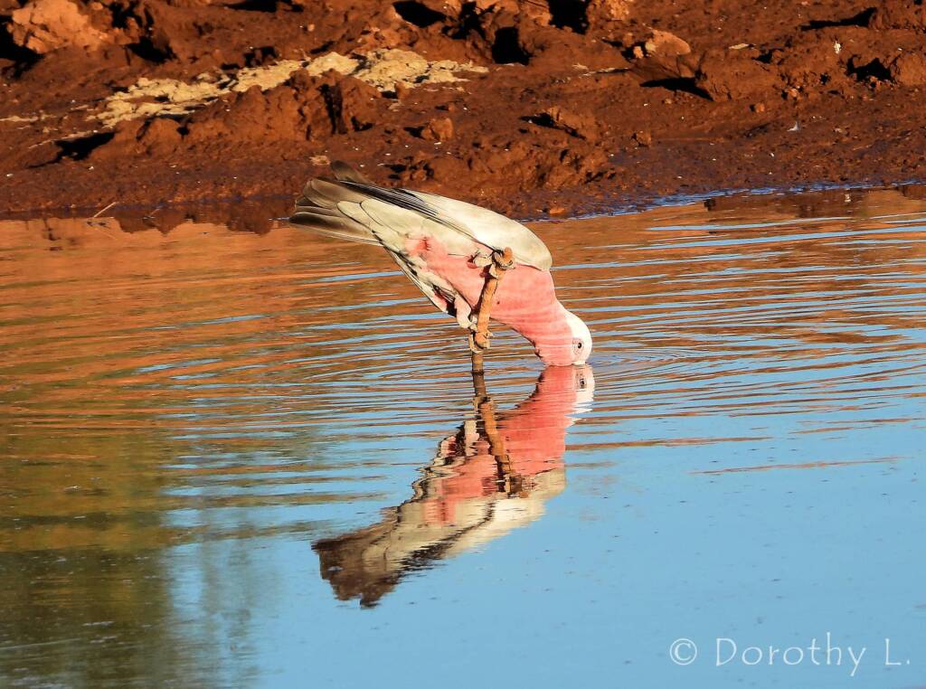 Galah (Eolophus roseicapilla), Santa Teresa, NT