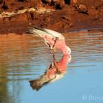 Galah (Eolophus roseicapilla), Santa Teresa, NT