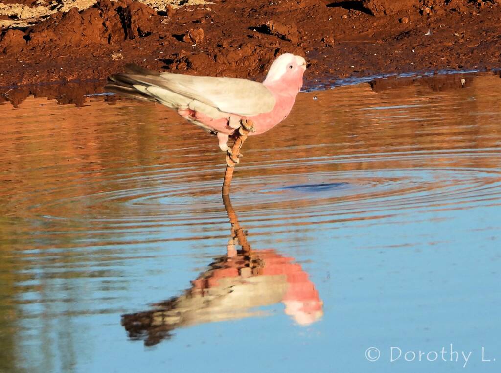 Galah (Eolophus roseicapilla), Santa Teresa, NT