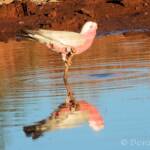 Galah (Eolophus roseicapilla), Santa Teresa, NT