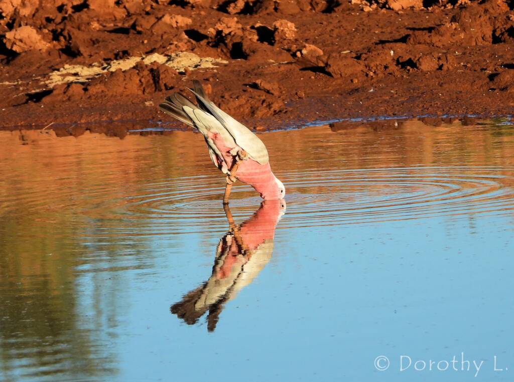 Galah (Eolophus roseicapilla), Santa Teresa, NT