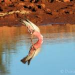 Galah (Eolophus roseicapilla), Santa Teresa, NT